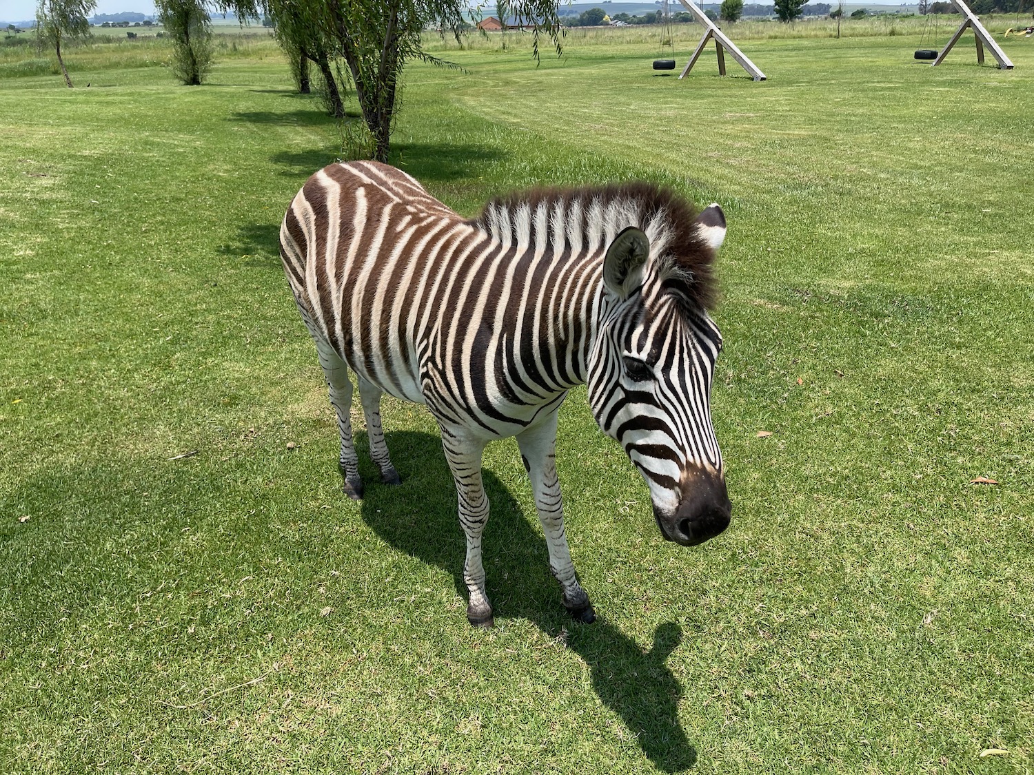 a zebra standing in a grassy area