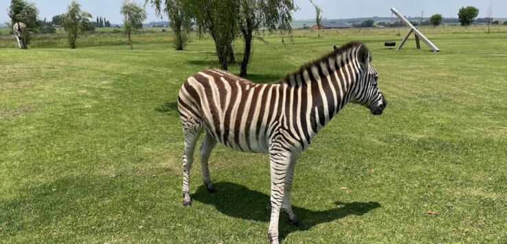 a zebra standing in a grassy field