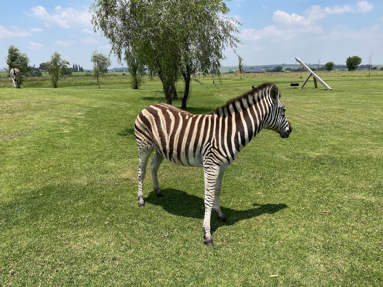 a zebra standing in a grassy field