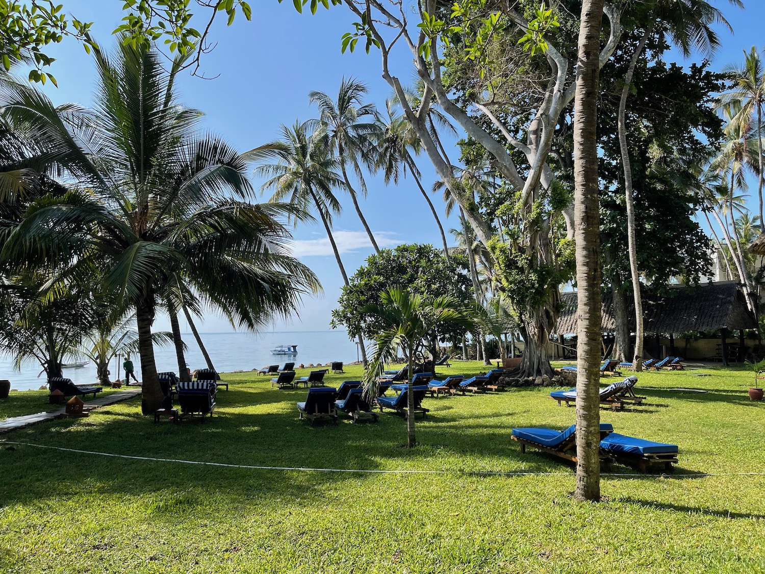 a group of lounge chairs on grass with trees and a body of water