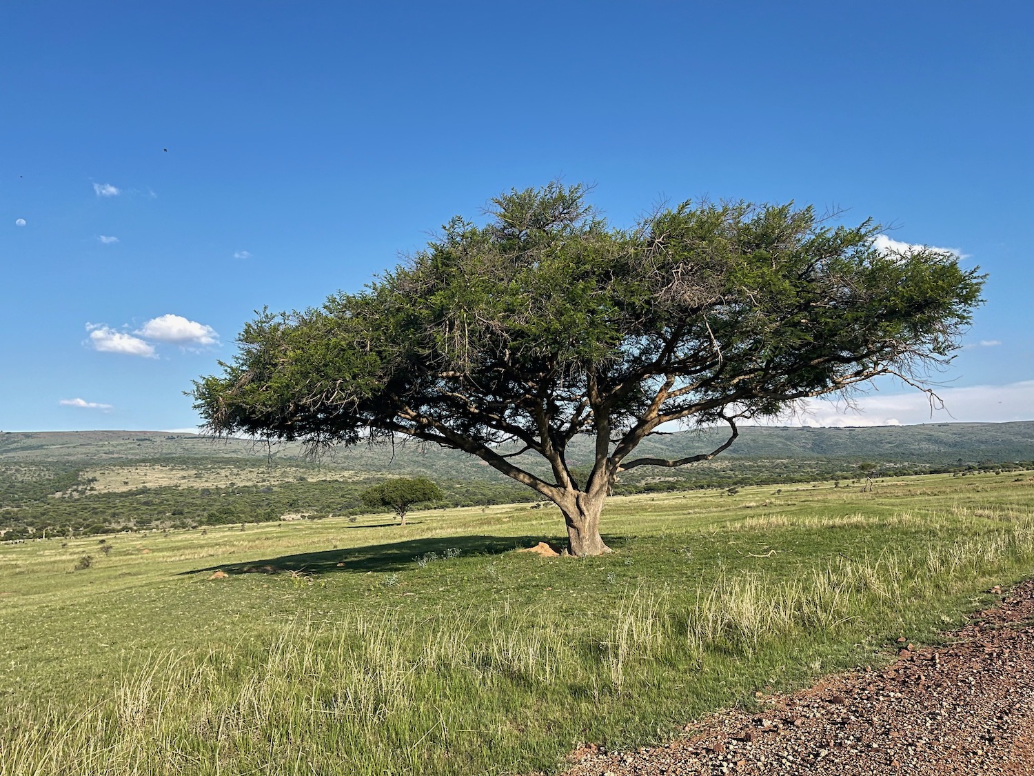 a tree in a field