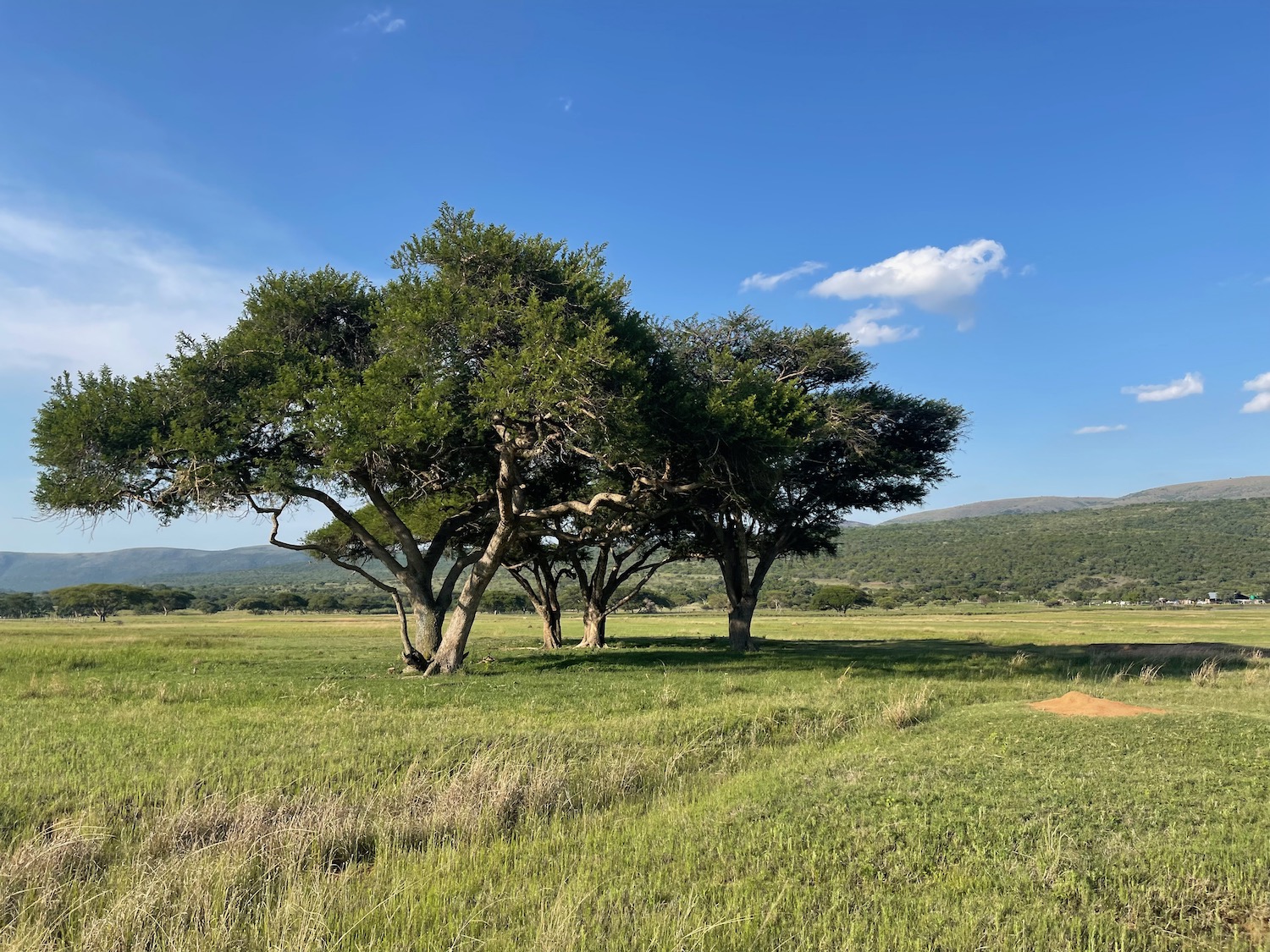 a group of trees in a field