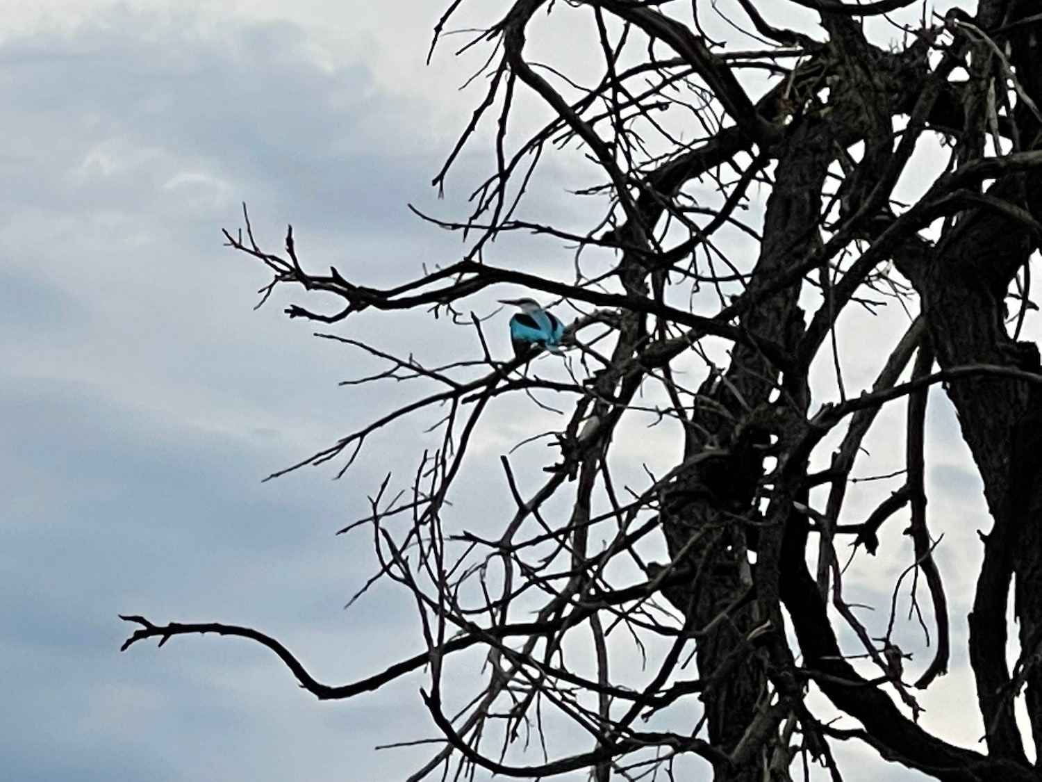 a bird on a tree branch