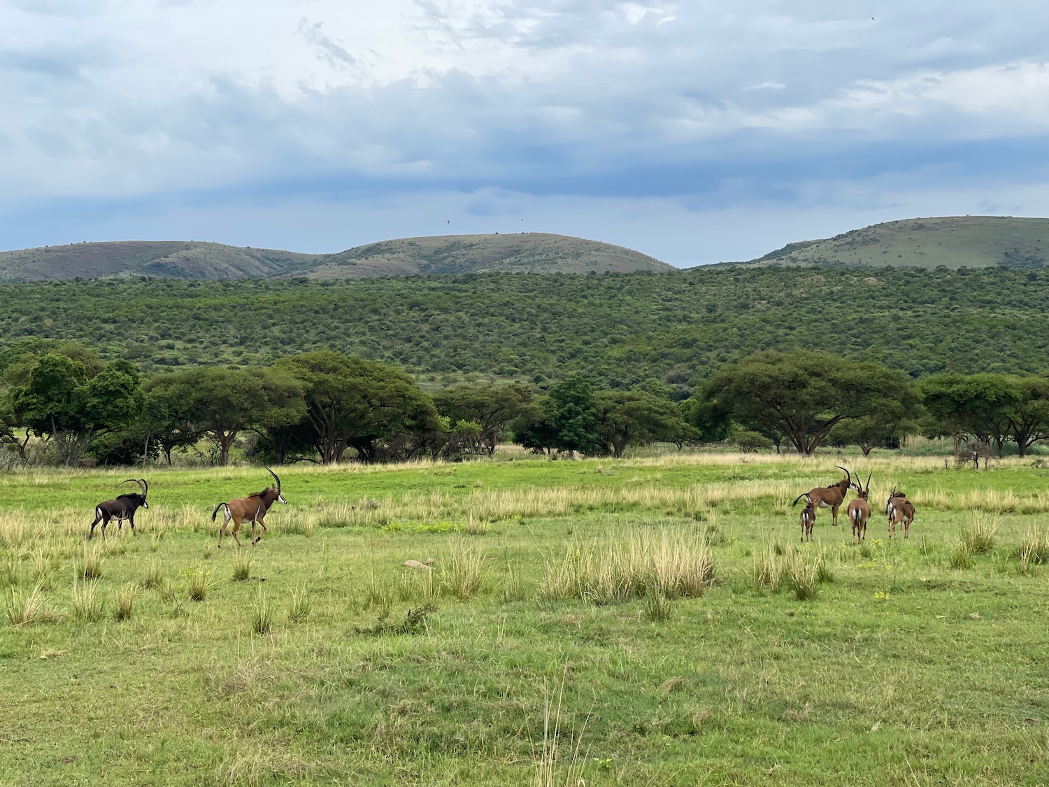 a group of animals in a field