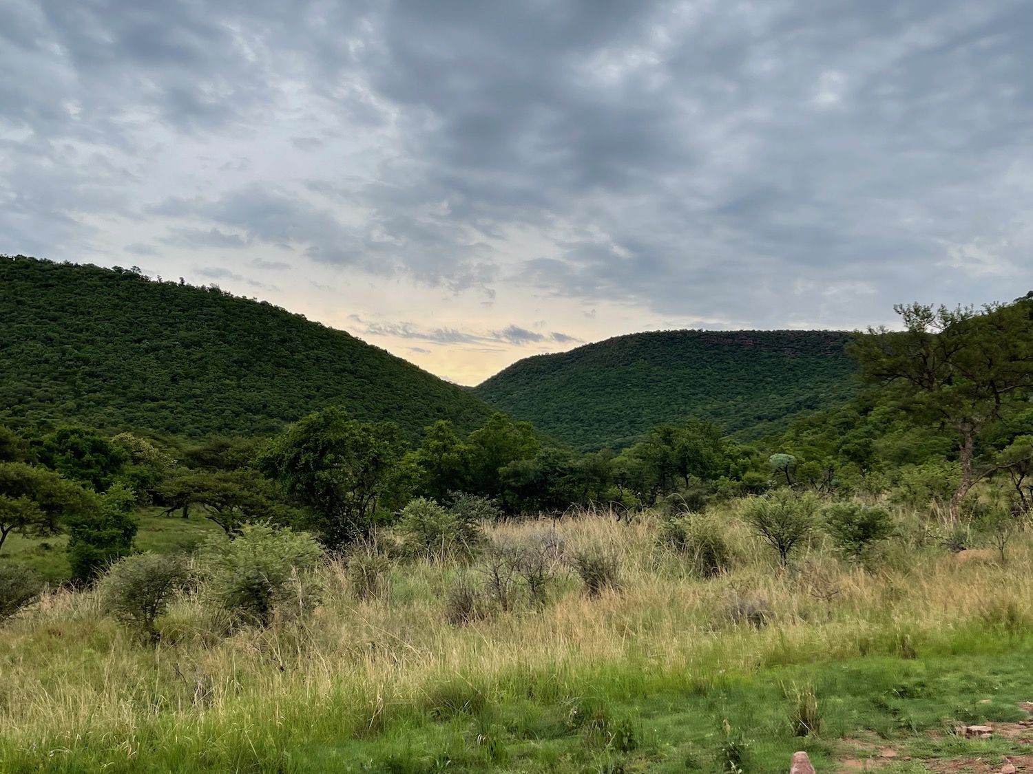 a grassy area with trees and hills