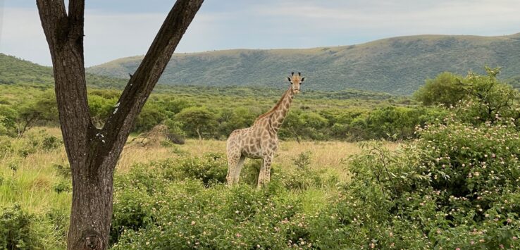 a giraffe standing in a grassy area