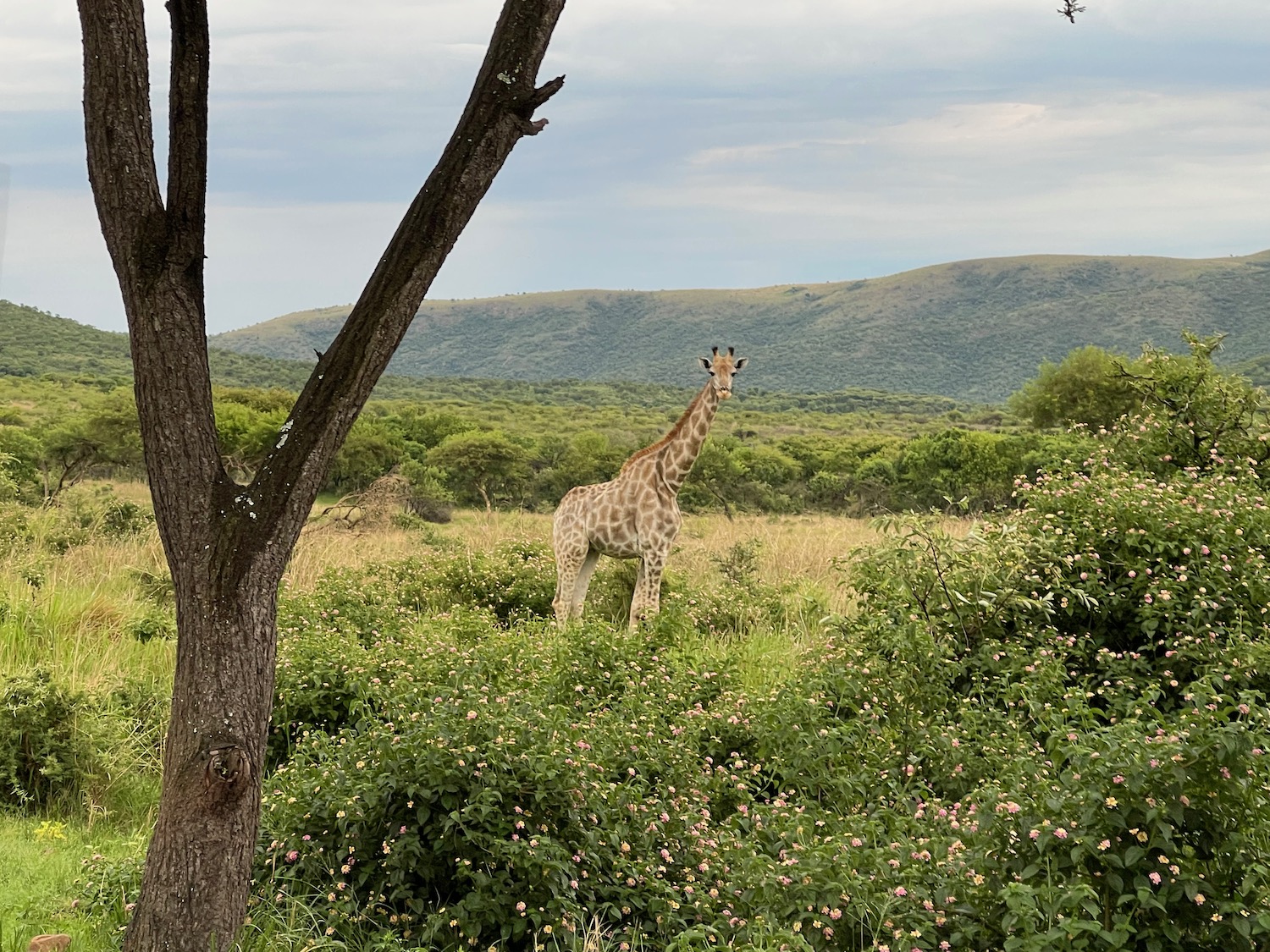 a giraffe standing in a grassy area