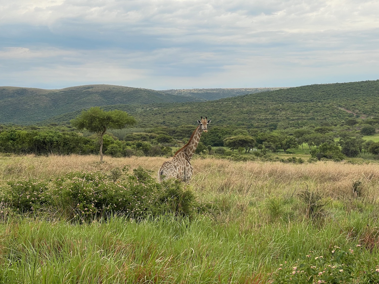 a giraffe in a field