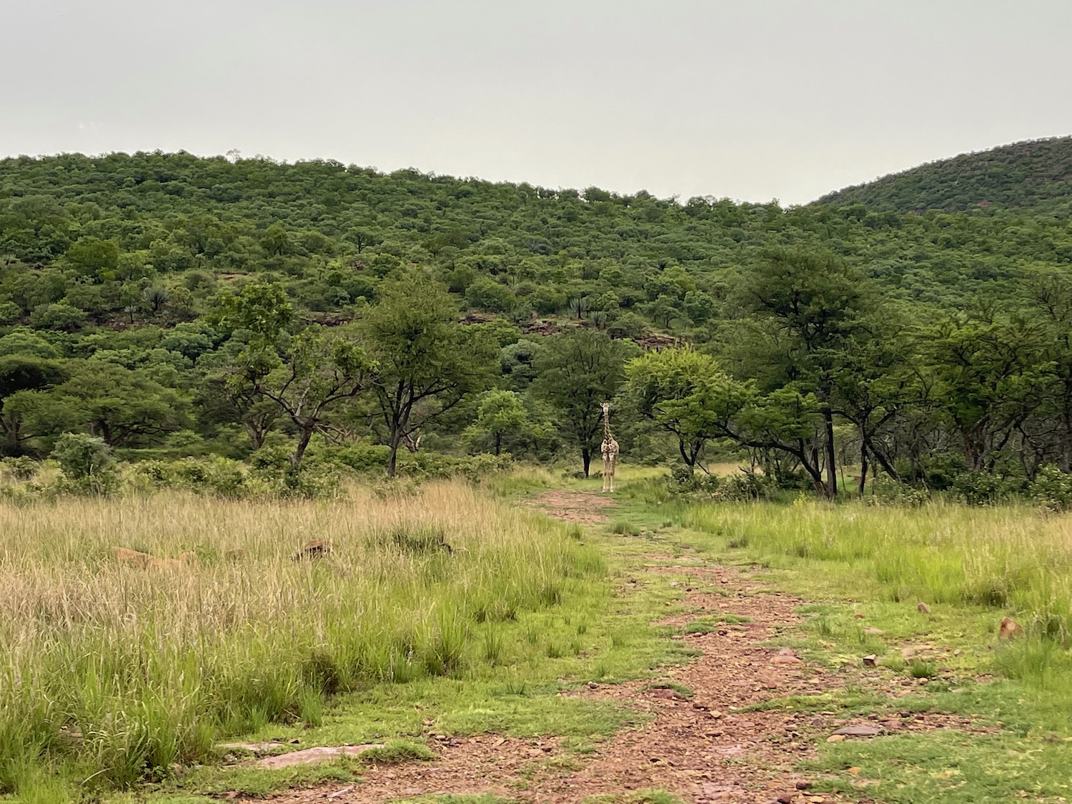 a giraffe walking in a grassy field