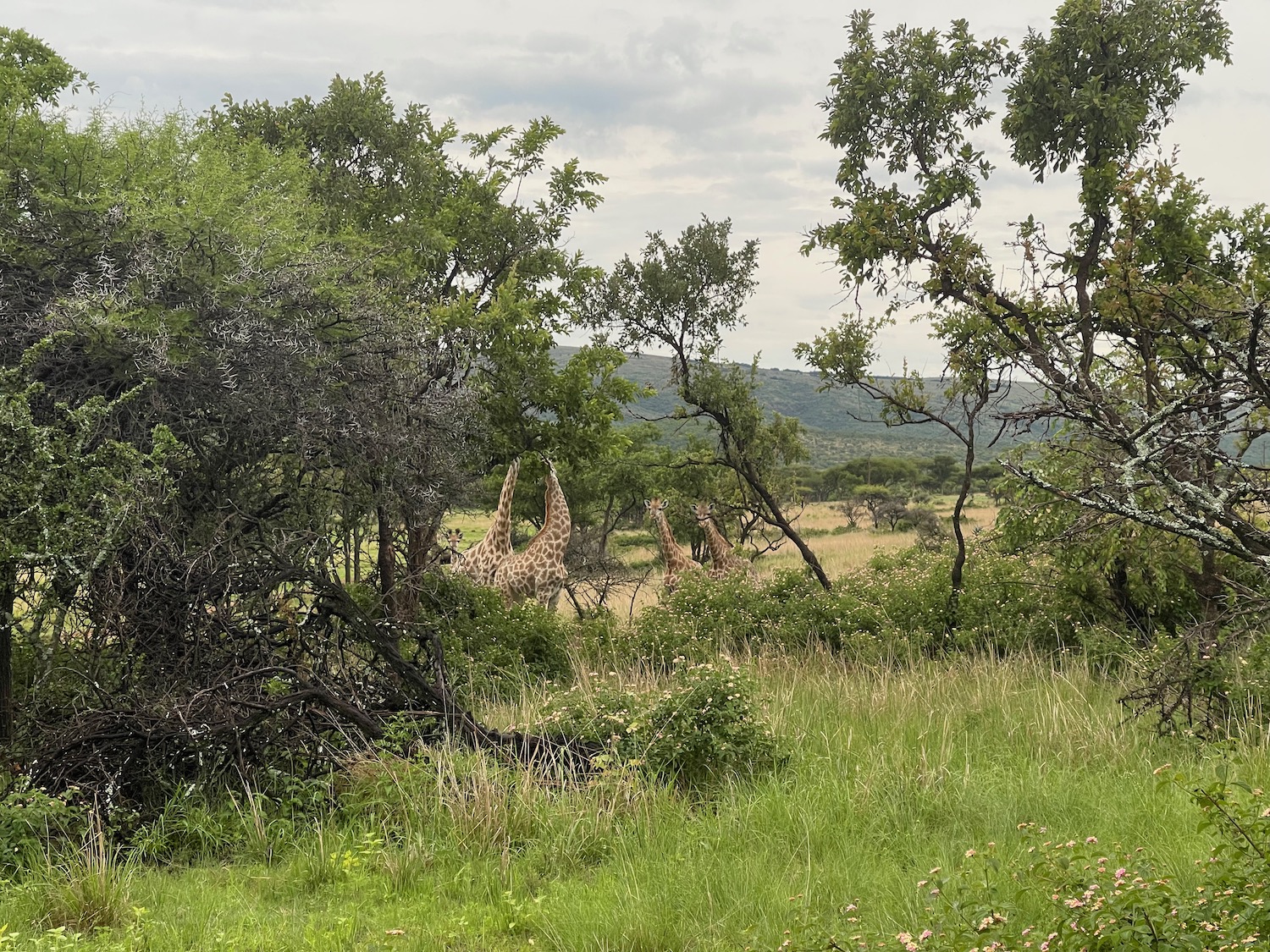 a giraffes in a grassy field