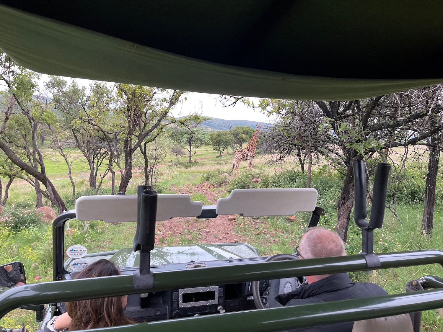 a group of people in a jeep looking at a giraffe