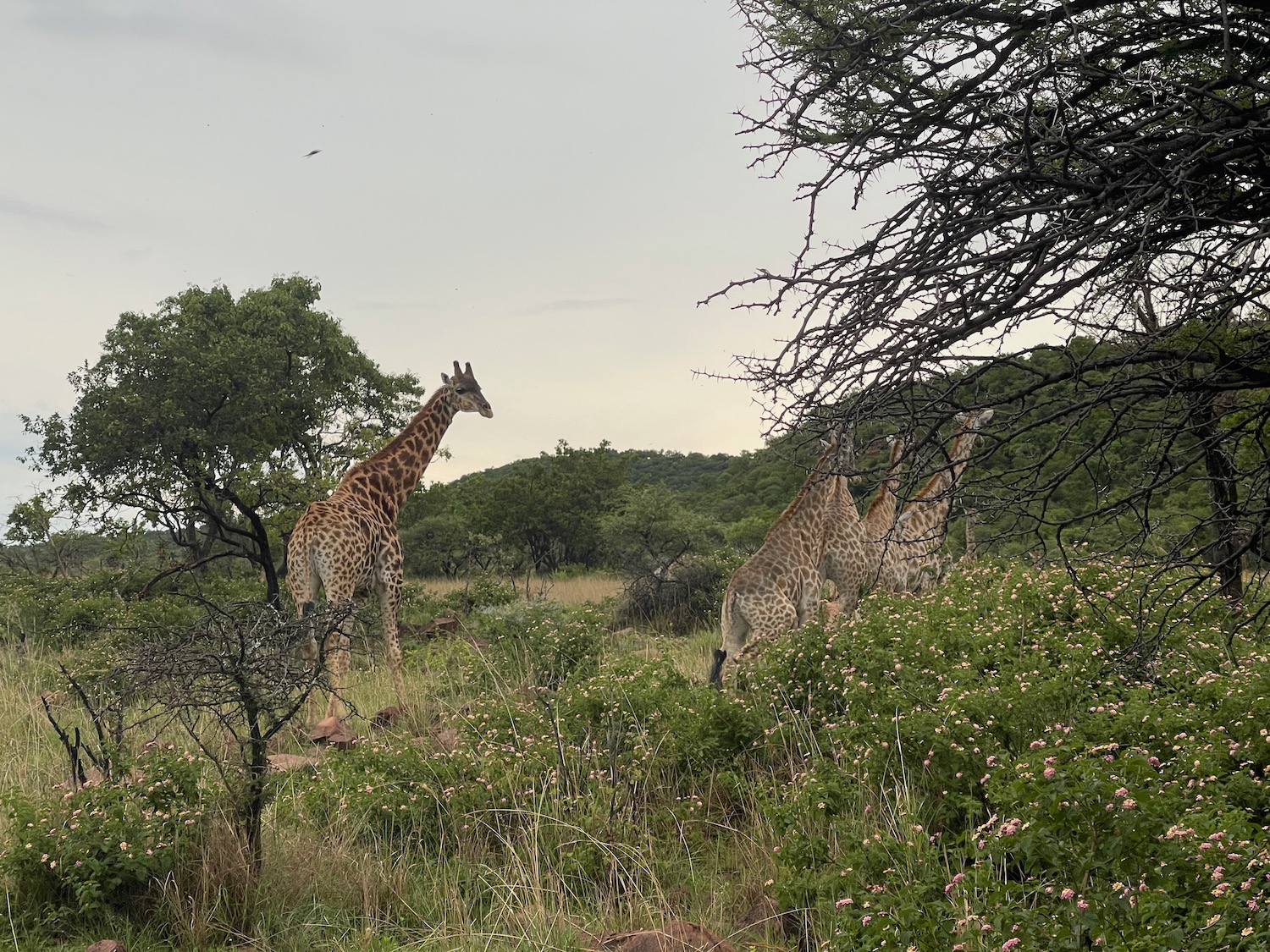 a group of giraffes in a grassy area