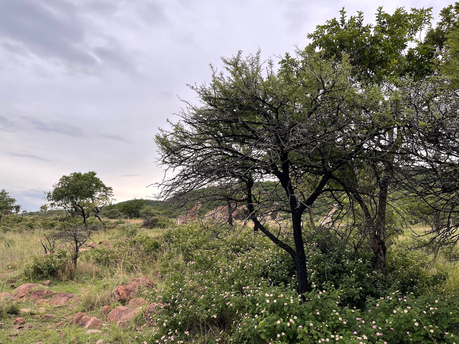 a group of trees in a field