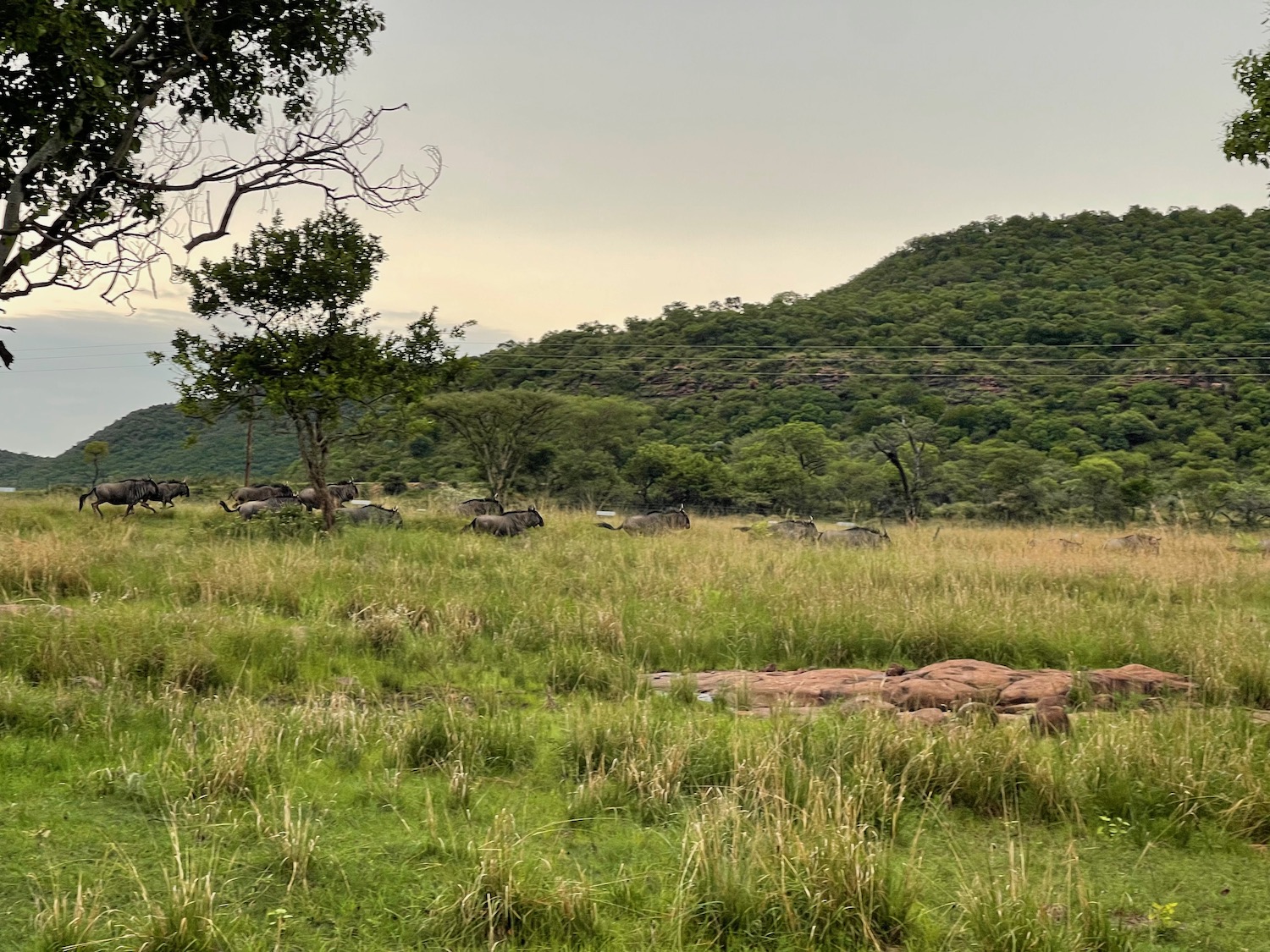 a group of animals in a field