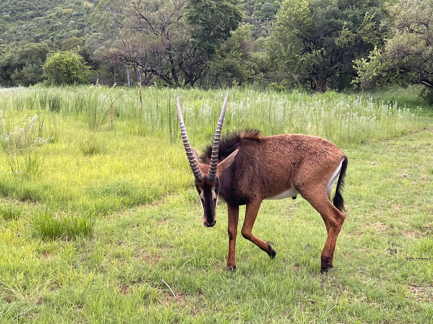 an animal with long horns in a field