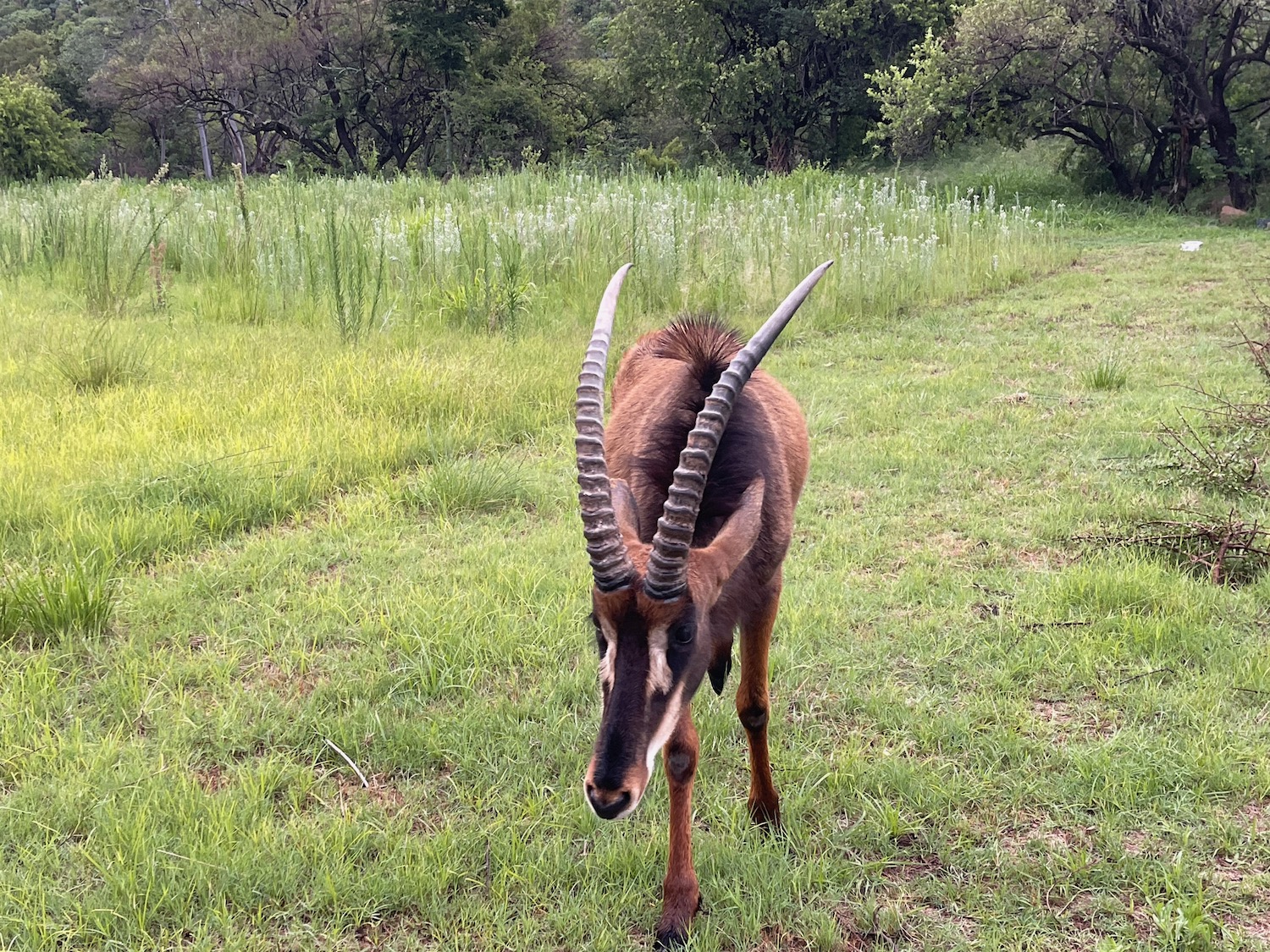 a goat with long horns walking in grass