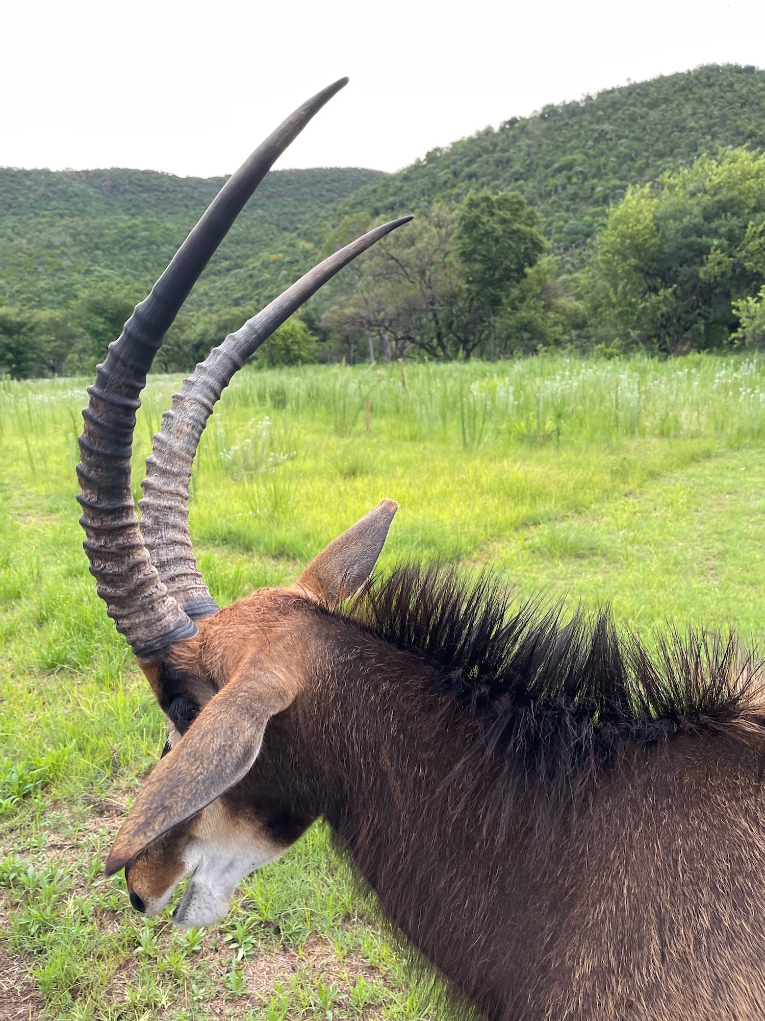 a animal with long horns in a field