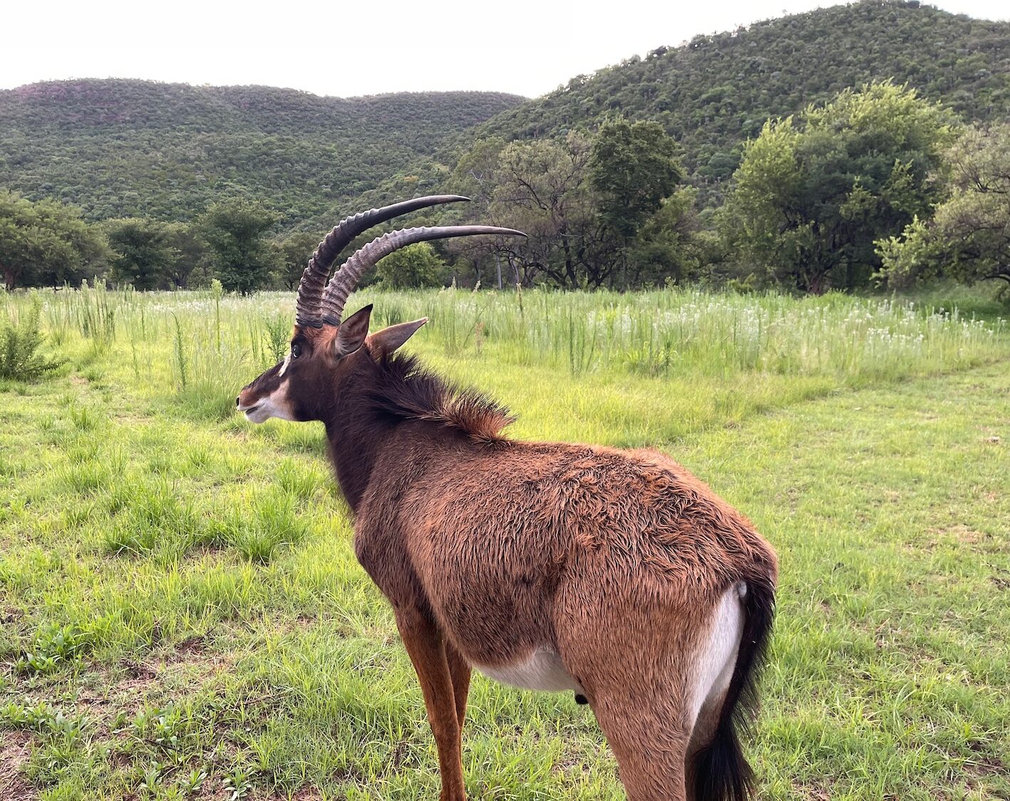 a animal standing in a field