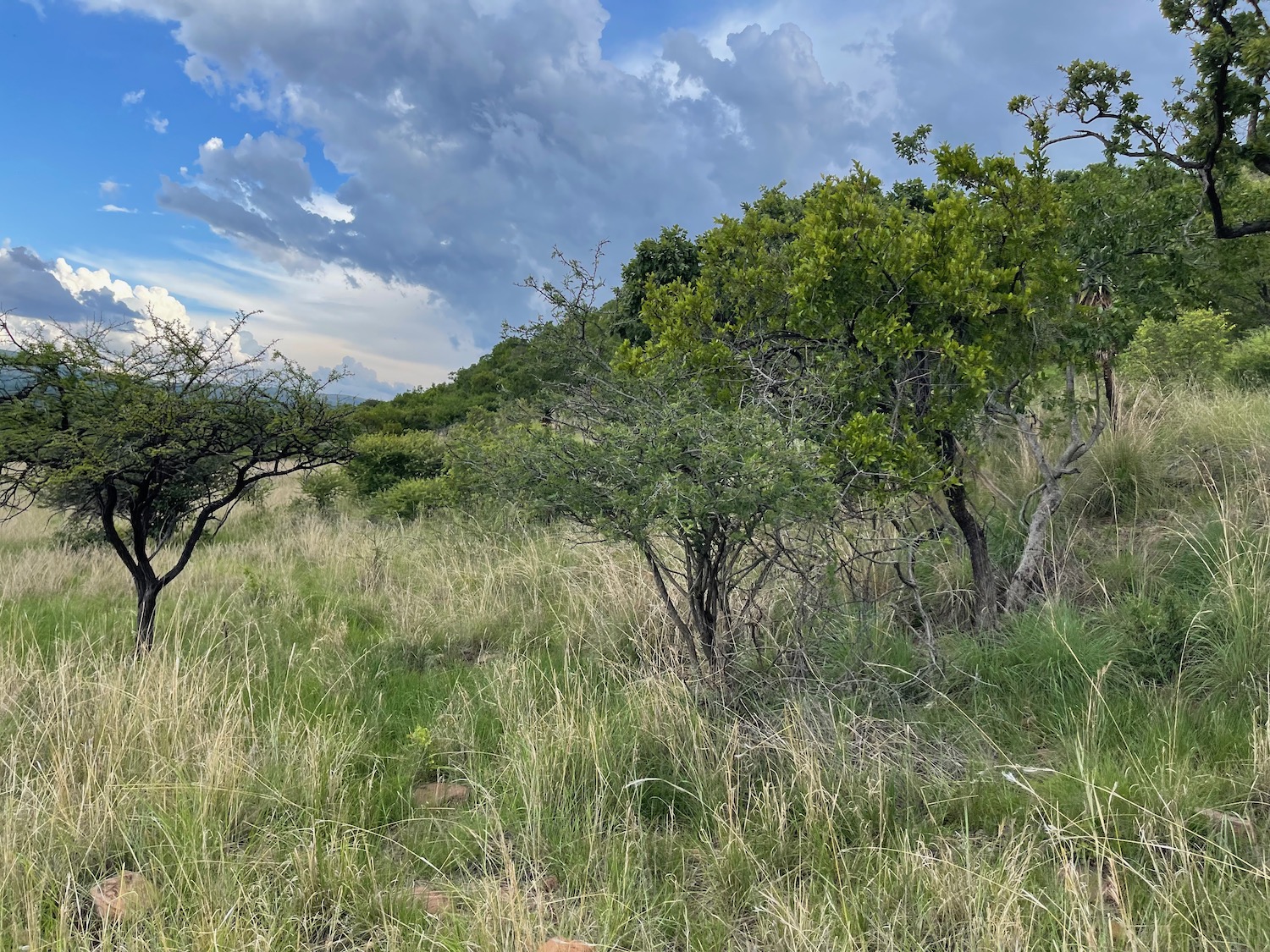 a grassy hill with trees and blue sky