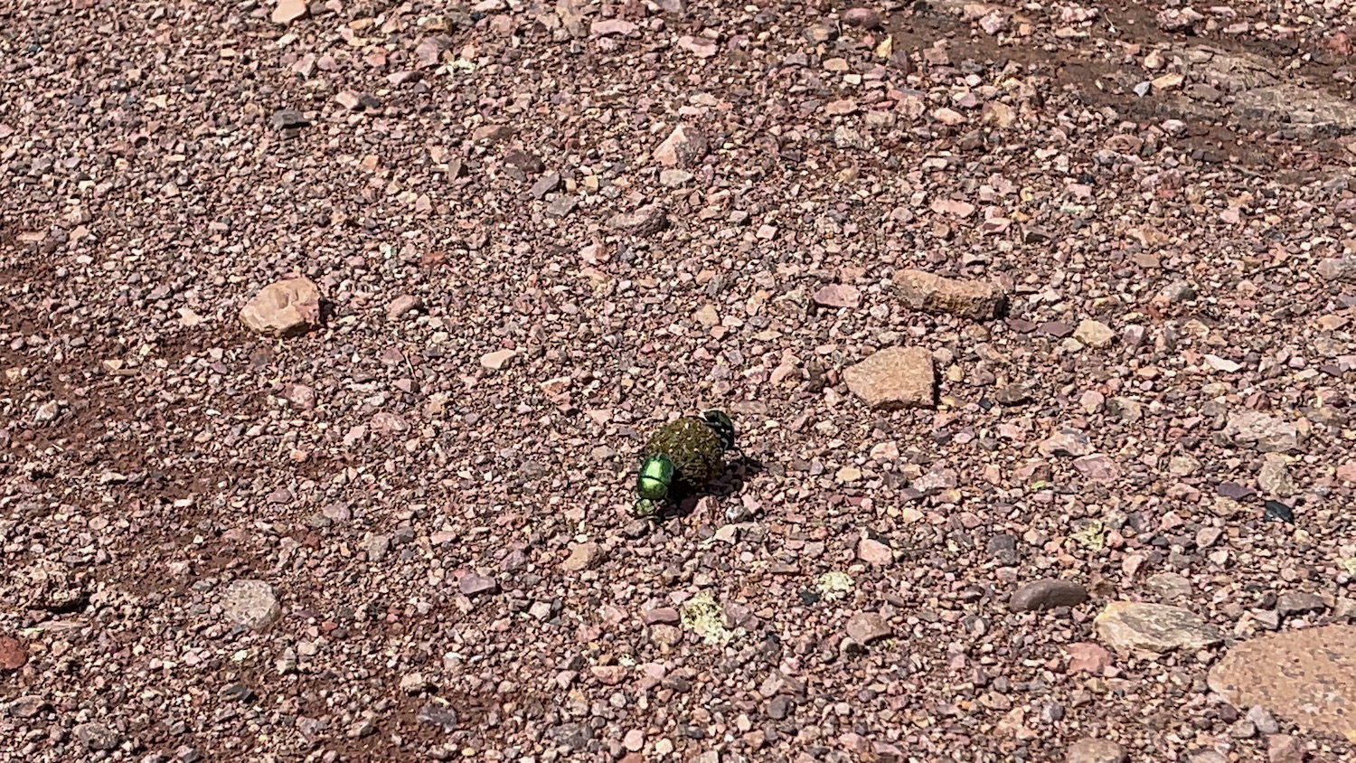 a green bug on rocks