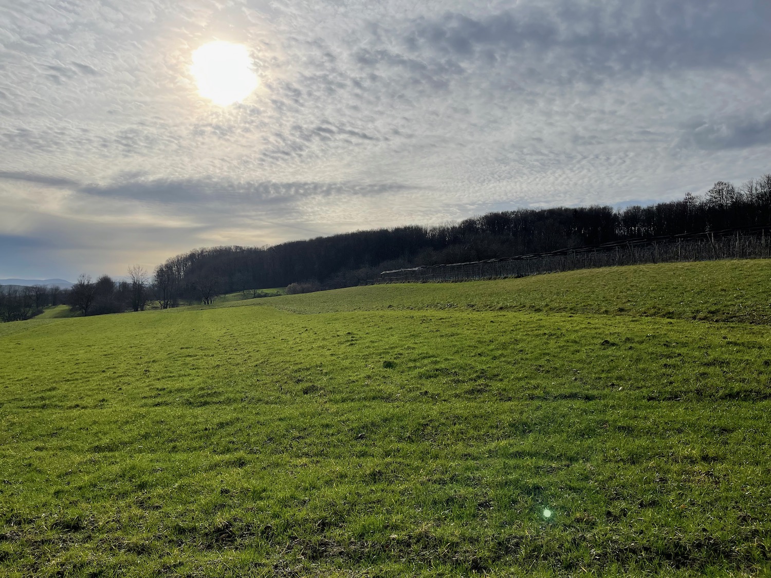 a green field with trees in the background