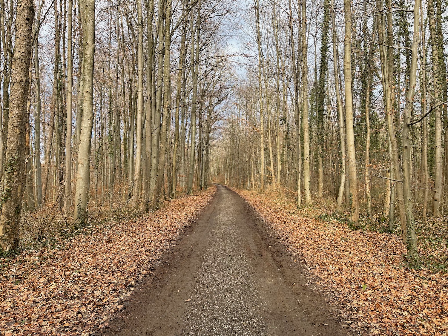 a dirt road through a forest