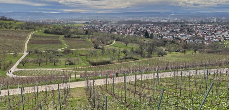 a landscape with rows of plants and a city in the background