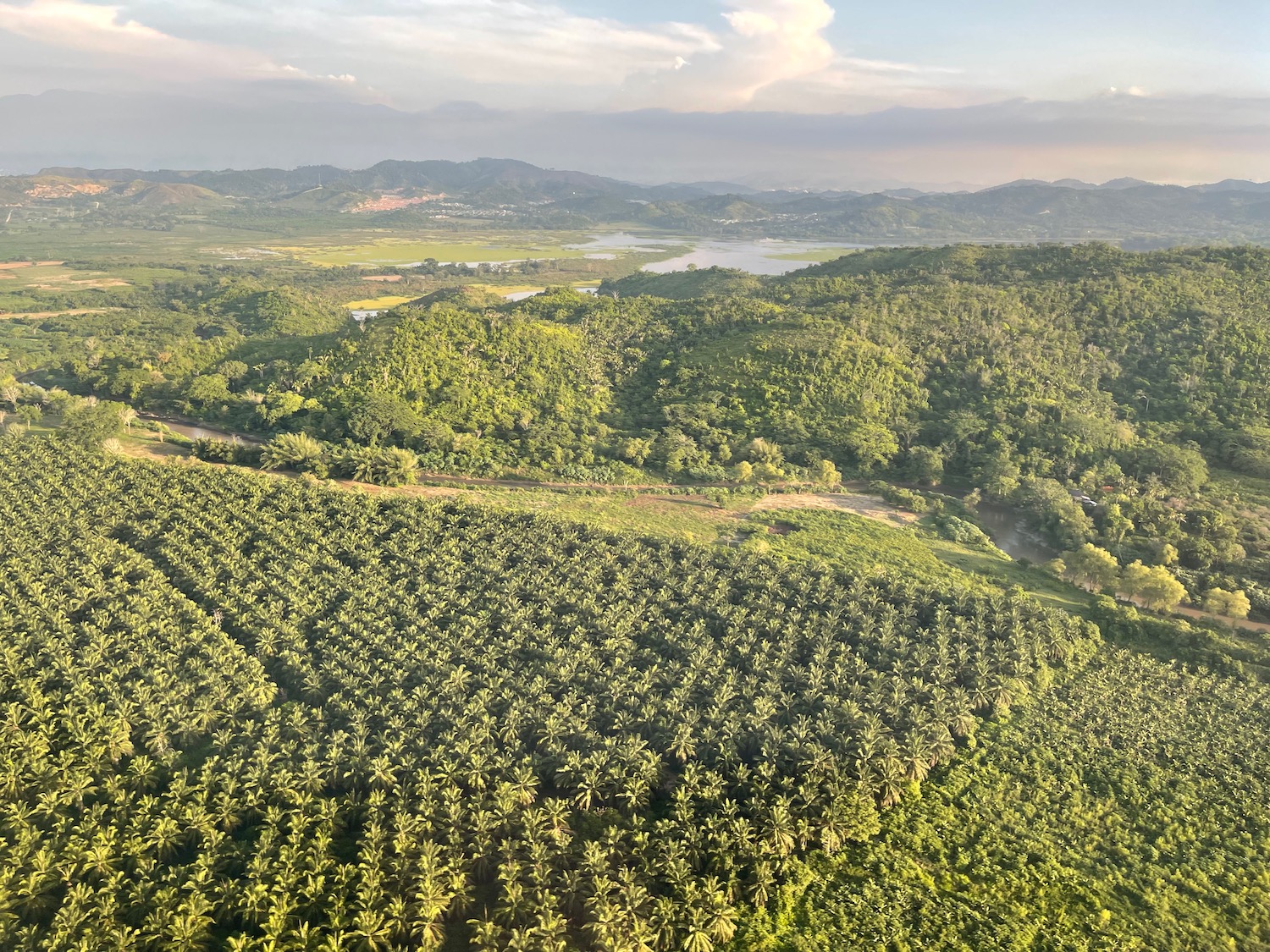 a aerial view of a plantation