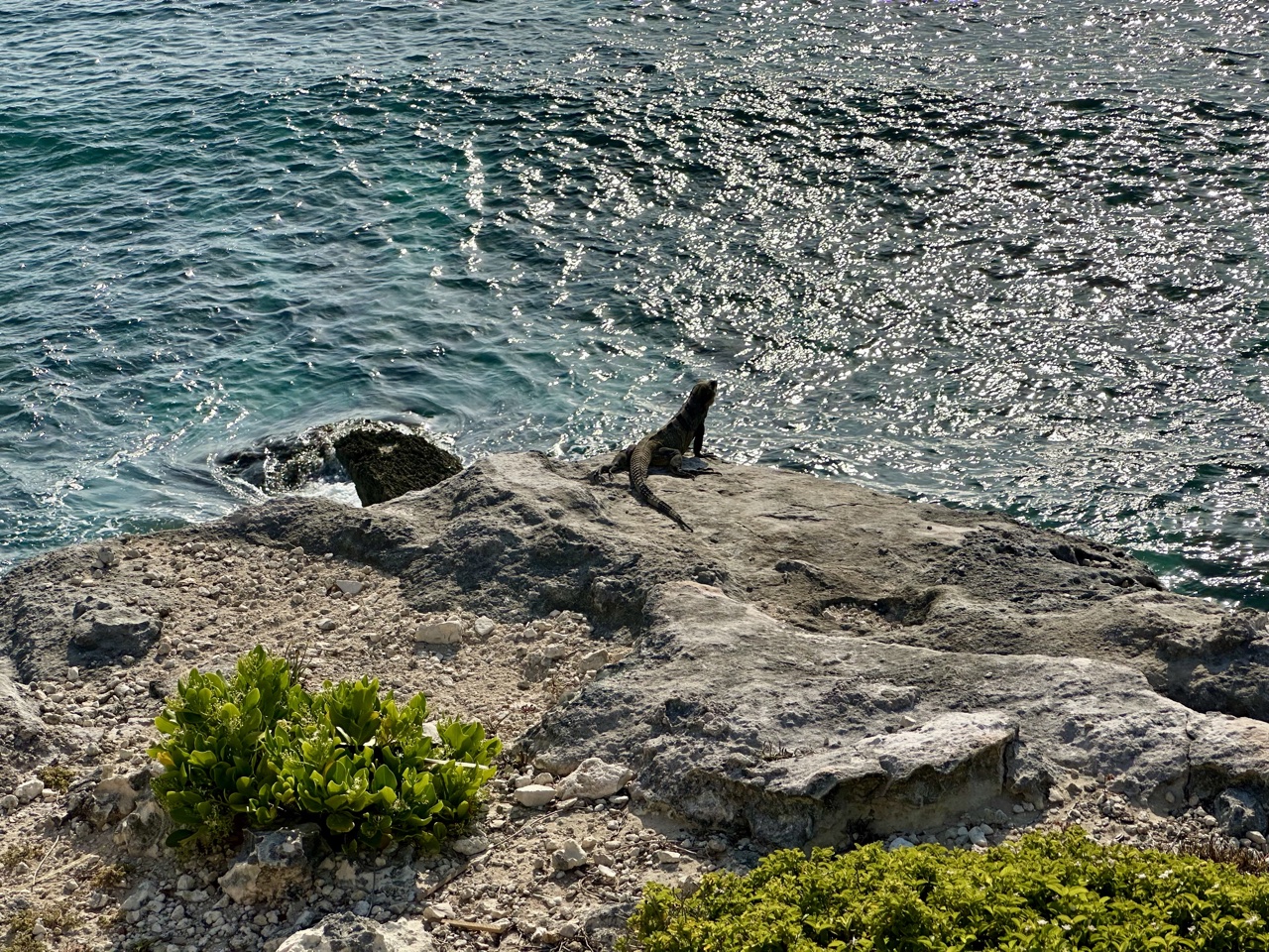 impression by secrets isla mujeres iguana