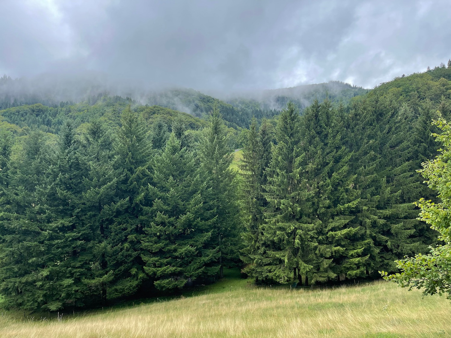 a group of trees in a grassy area