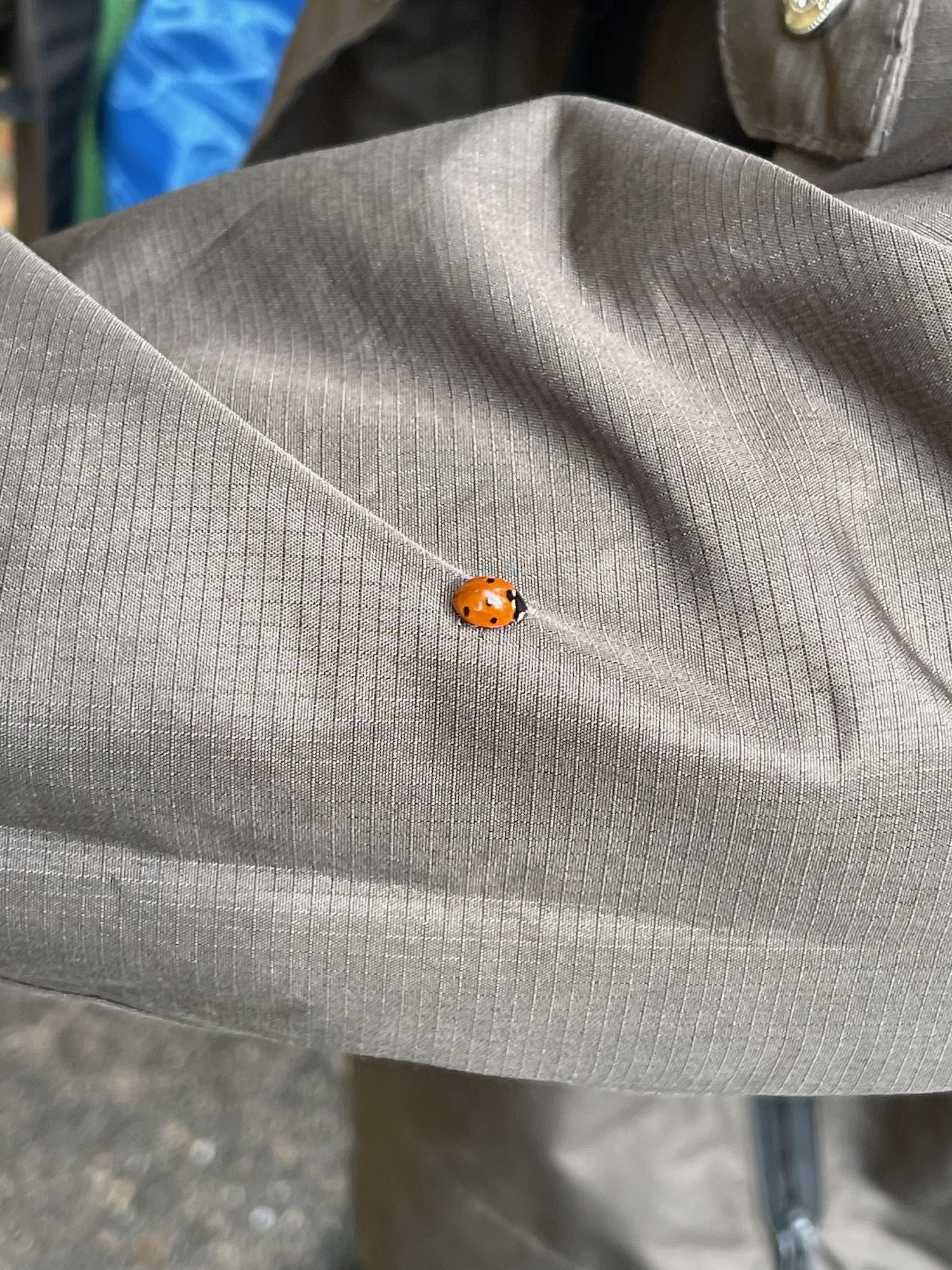 a ladybug on a piece of fabric