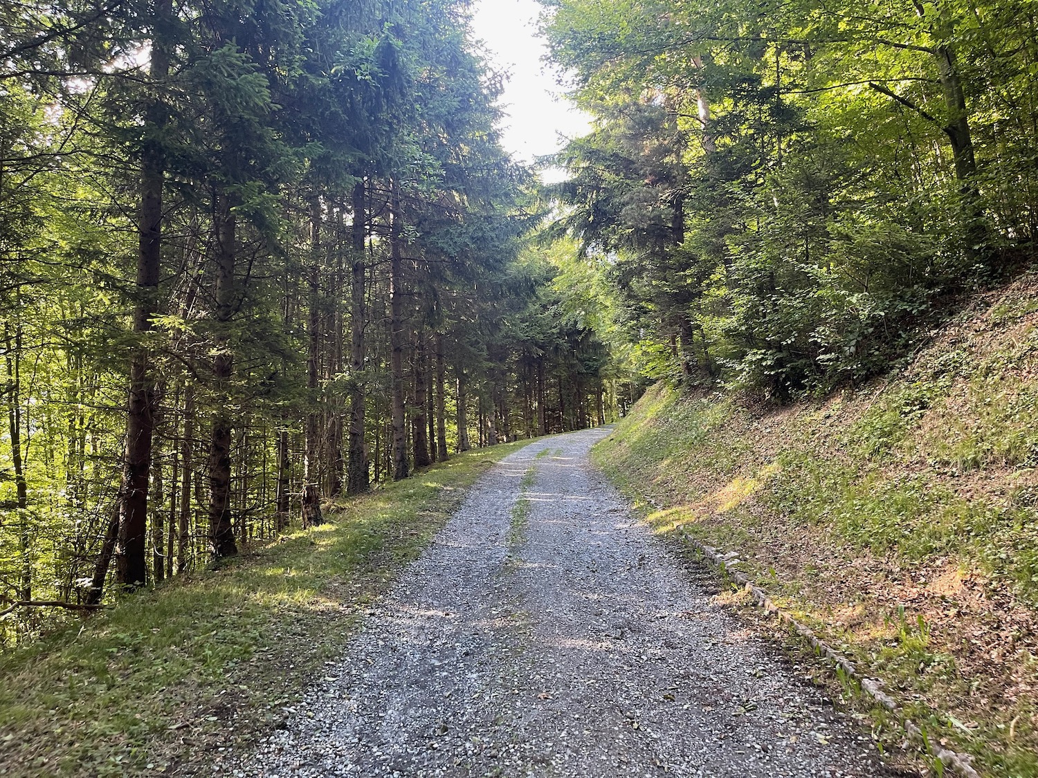 a gravel road with trees on the side