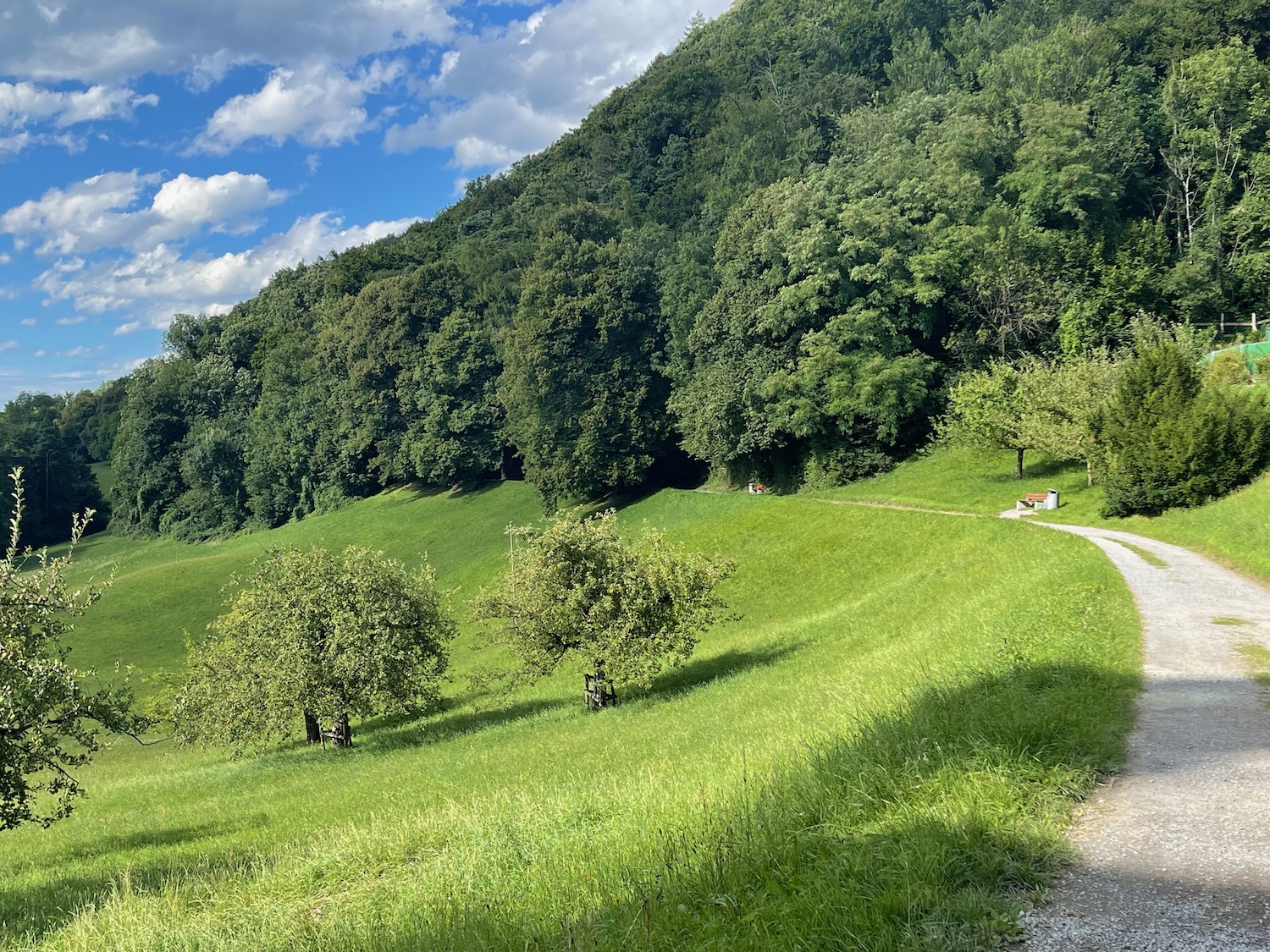 a path in a grassy field with trees in the background