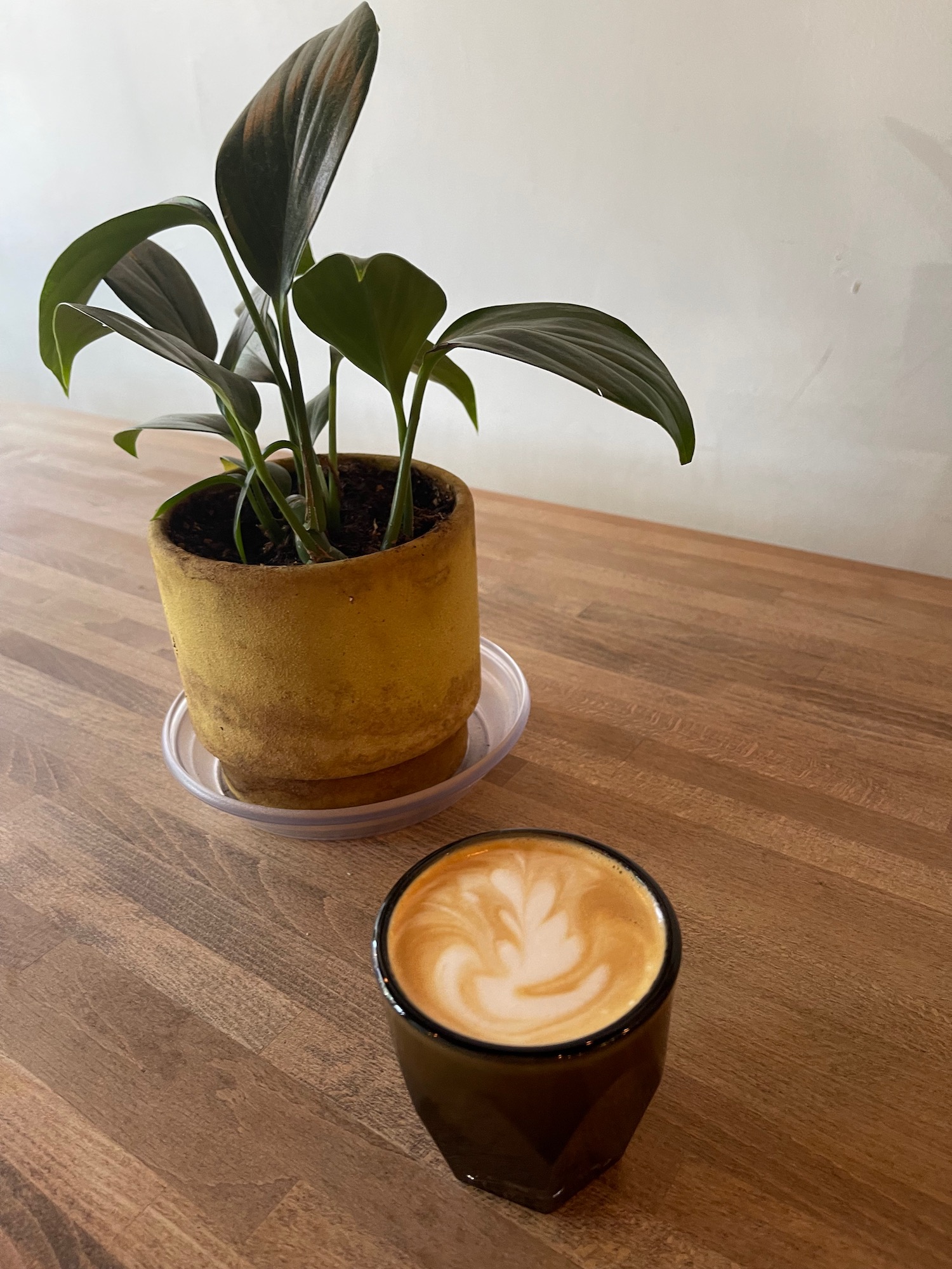 a plant in a pot next to a cup of coffee