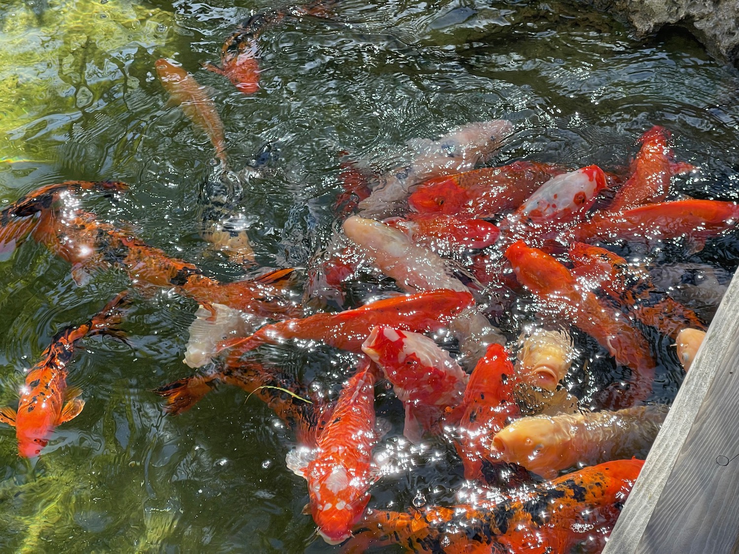 a group of fish in water