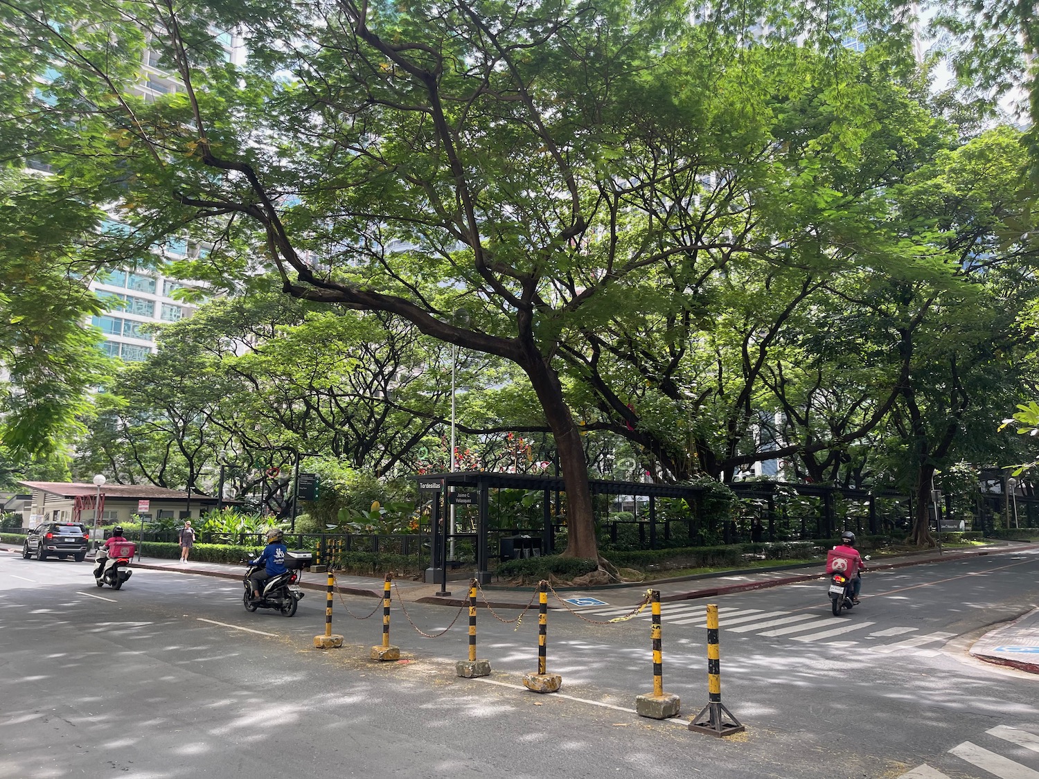 a tree with many branches and a person on a motorcycle