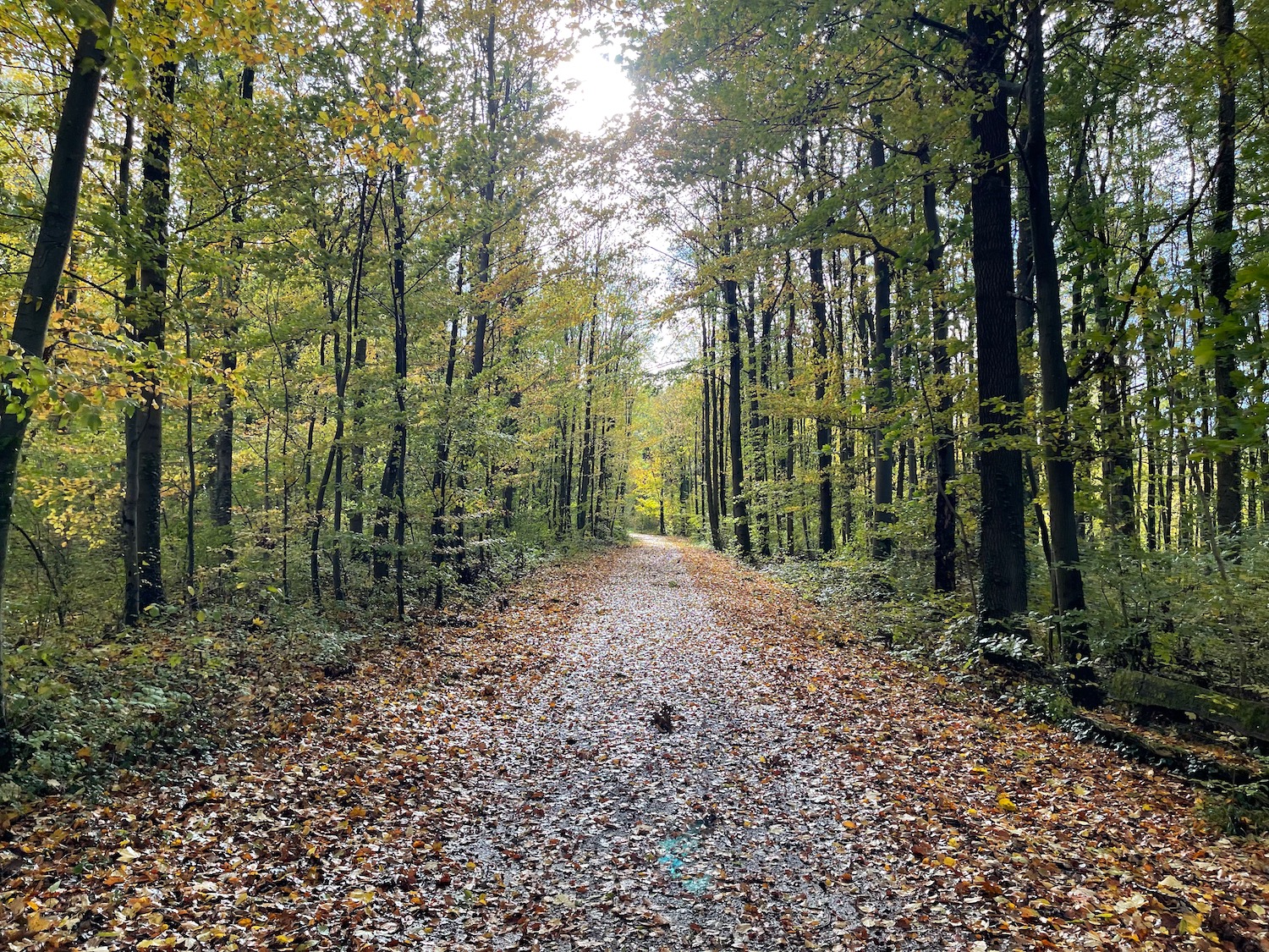 a path through a forest