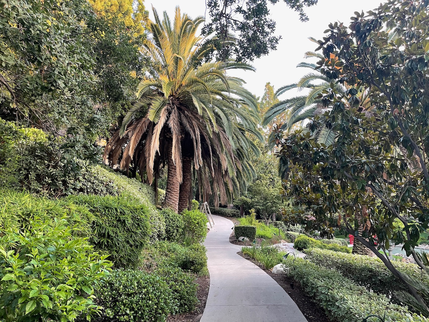 a path with palm trees and bushes