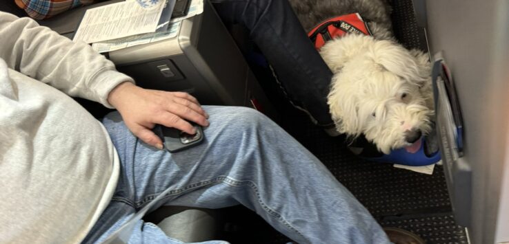 American Airlines First Class Dog
