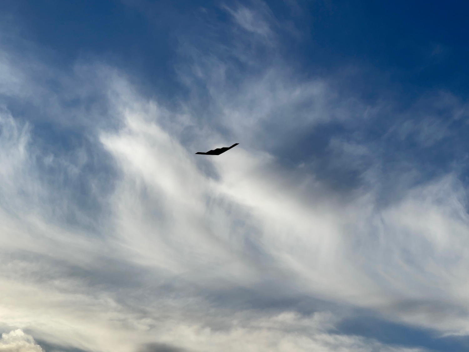 a bird flying in the sky