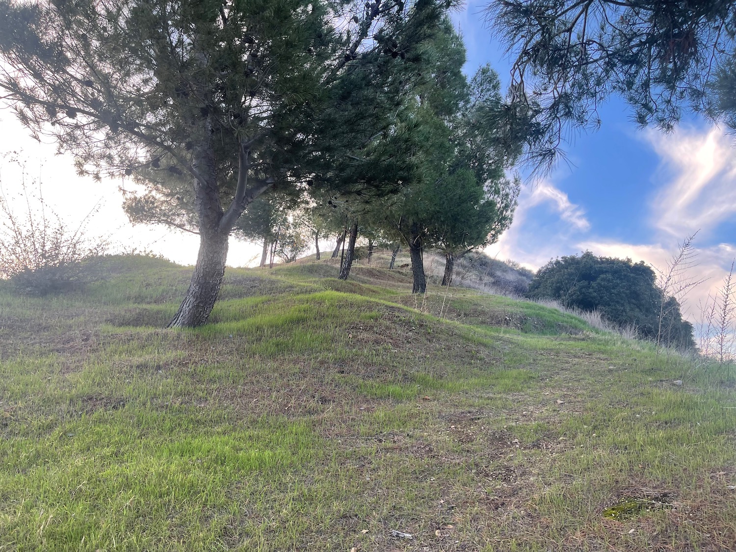 a grassy hill with trees and blue sky