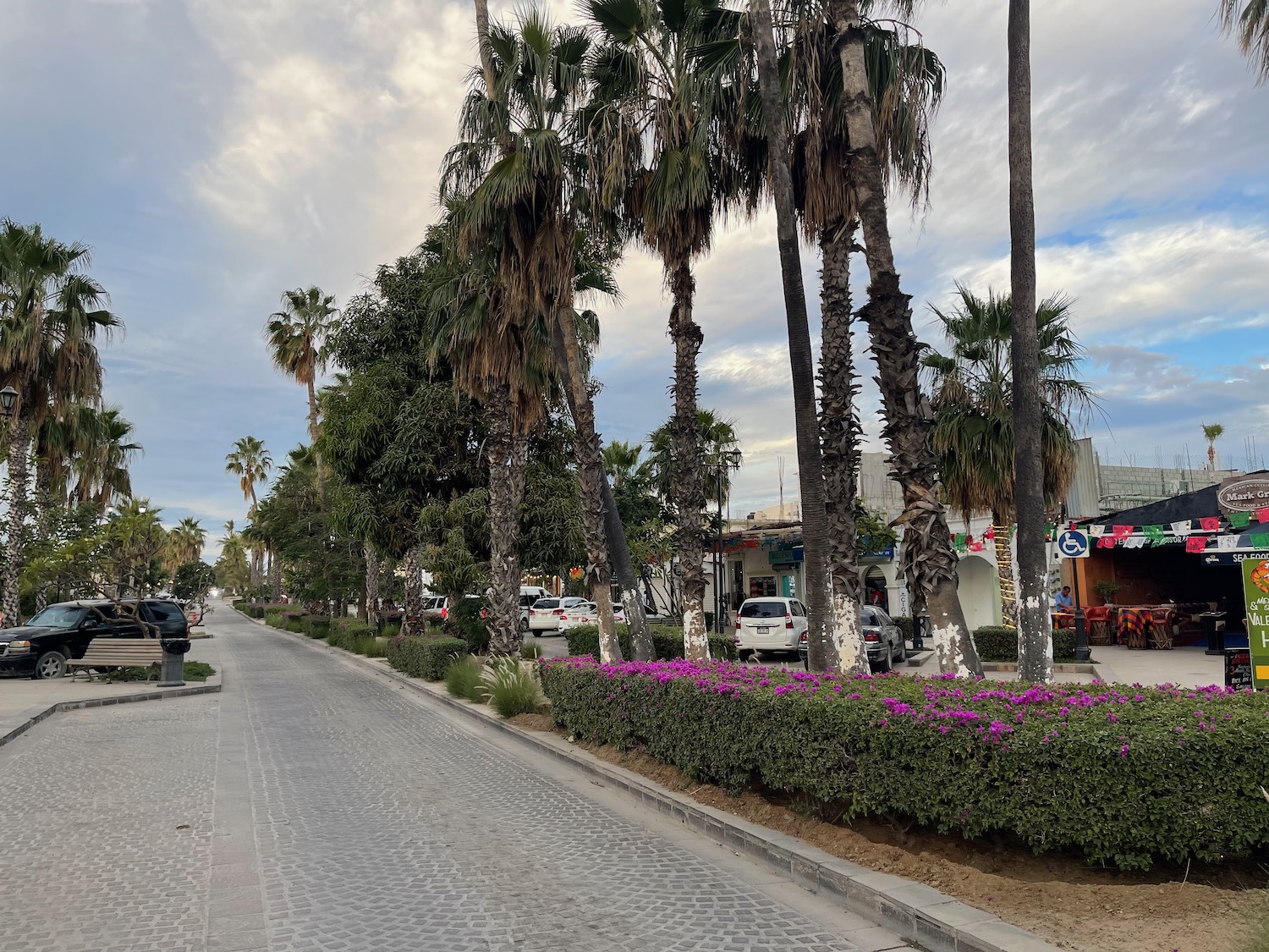 a street with palm trees and bushes