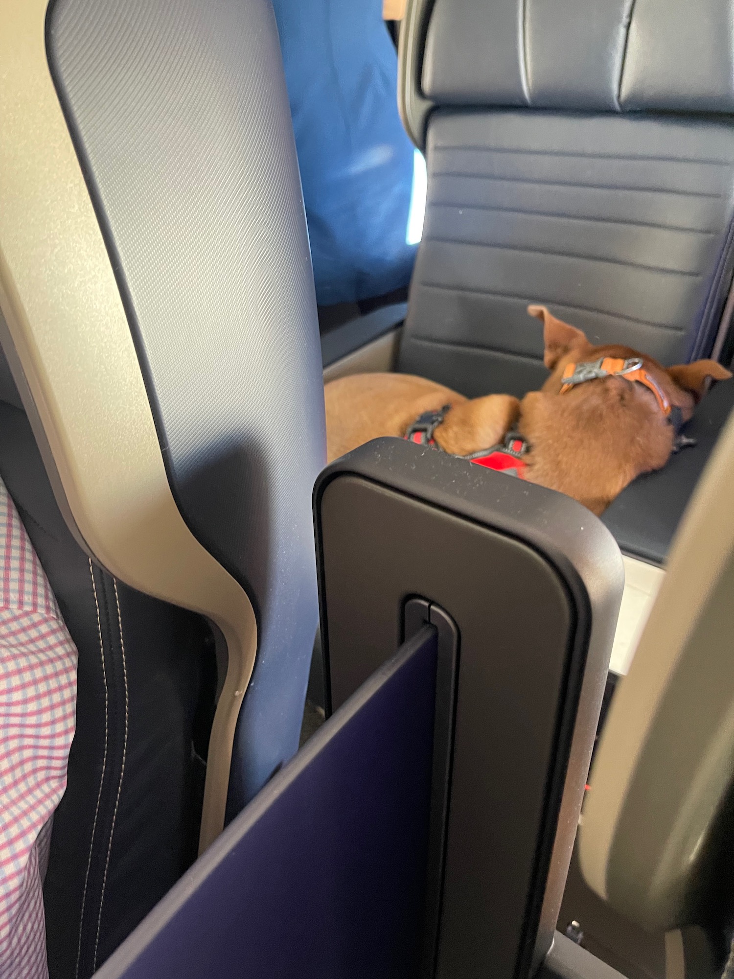 a dog sleeping in a seat