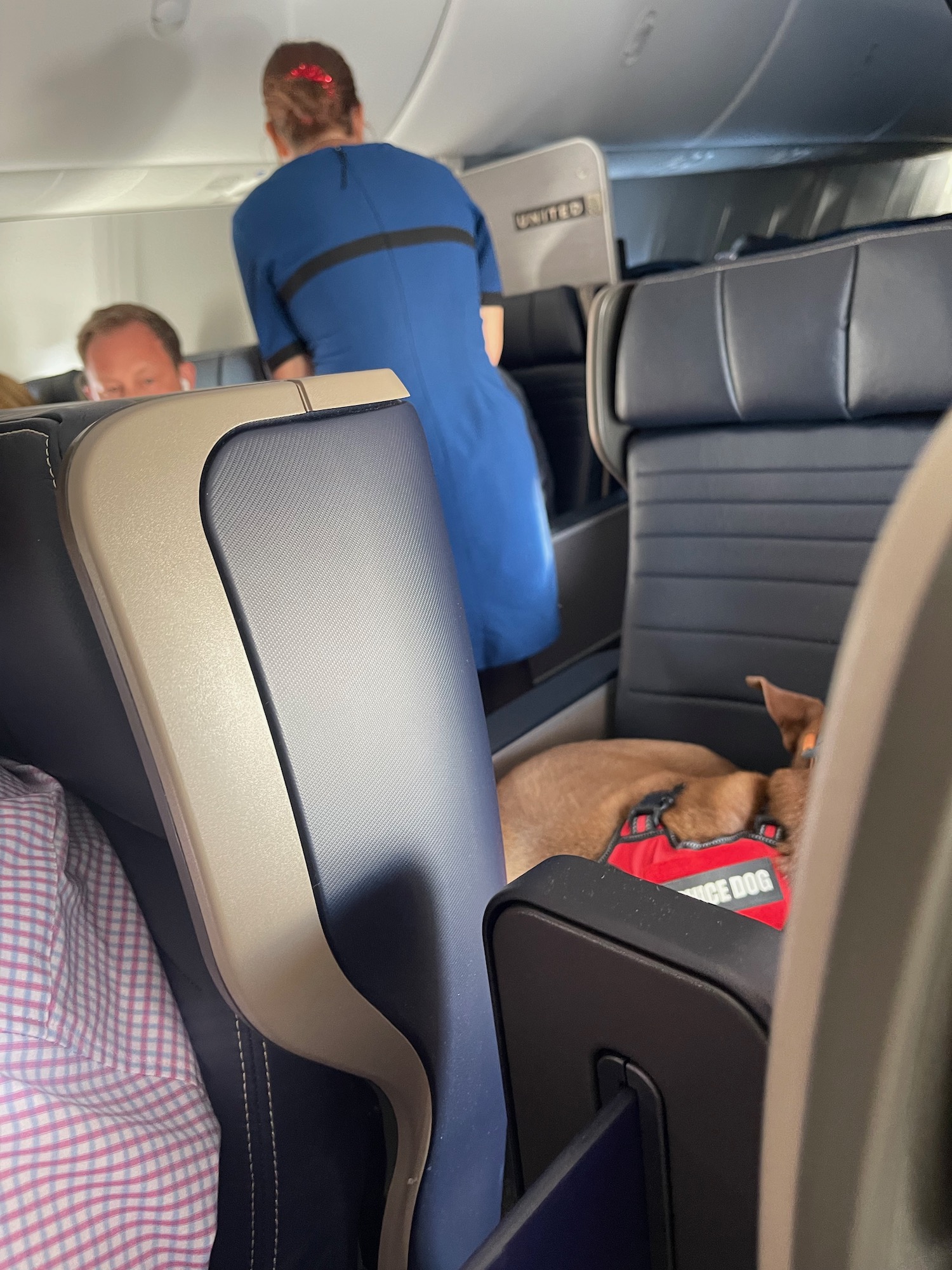 a dog sitting in a seat on an airplane