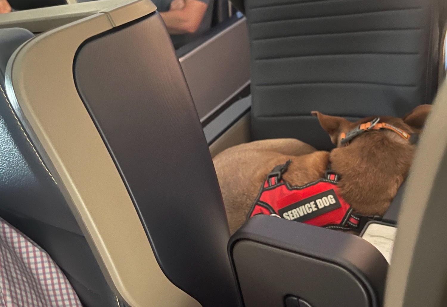 a dog sleeping in a car