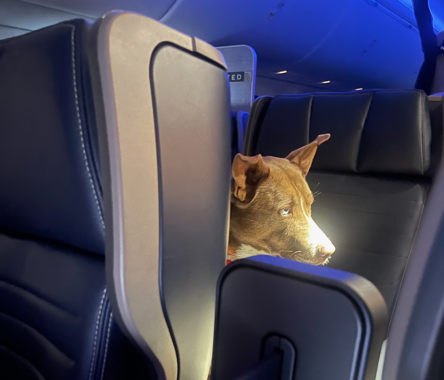 Service Dog Gulps Down First Class Meal On My United Airlines