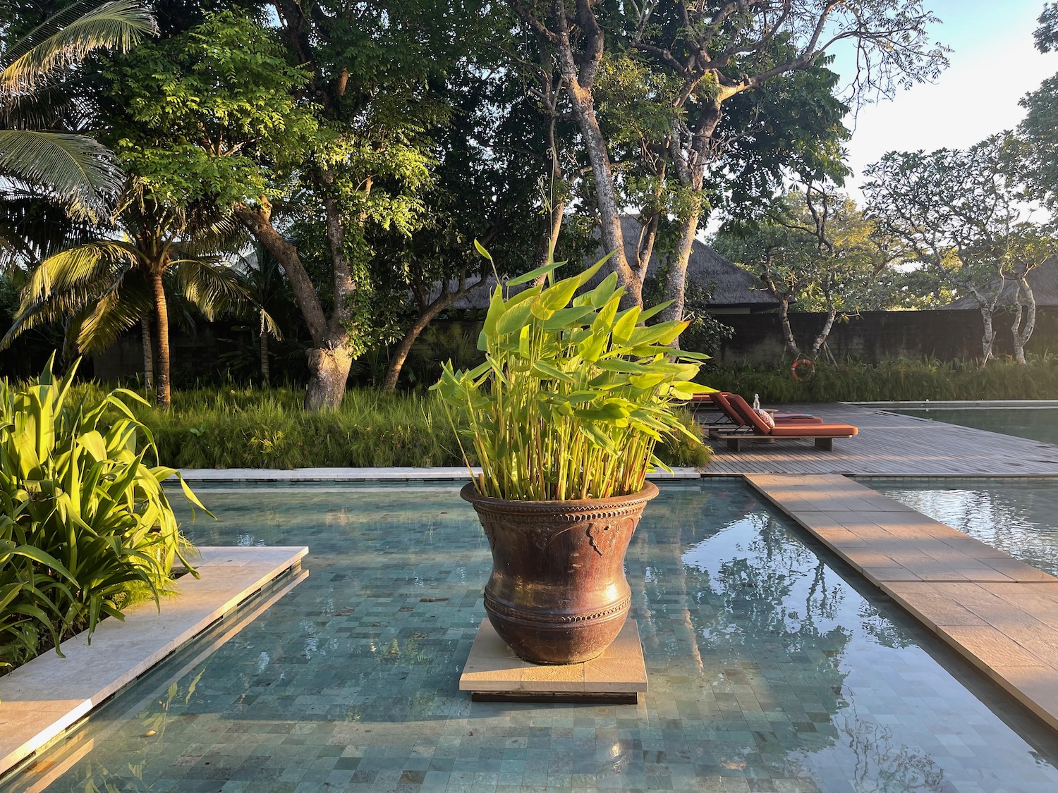 a potted plant in a pool