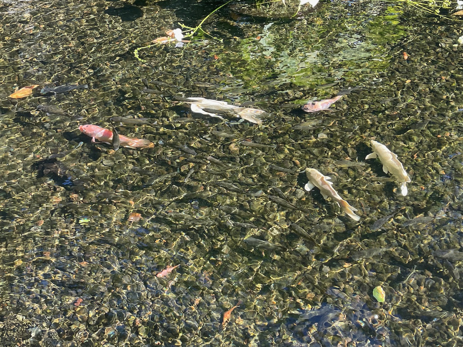 a group of fish swimming in a pond