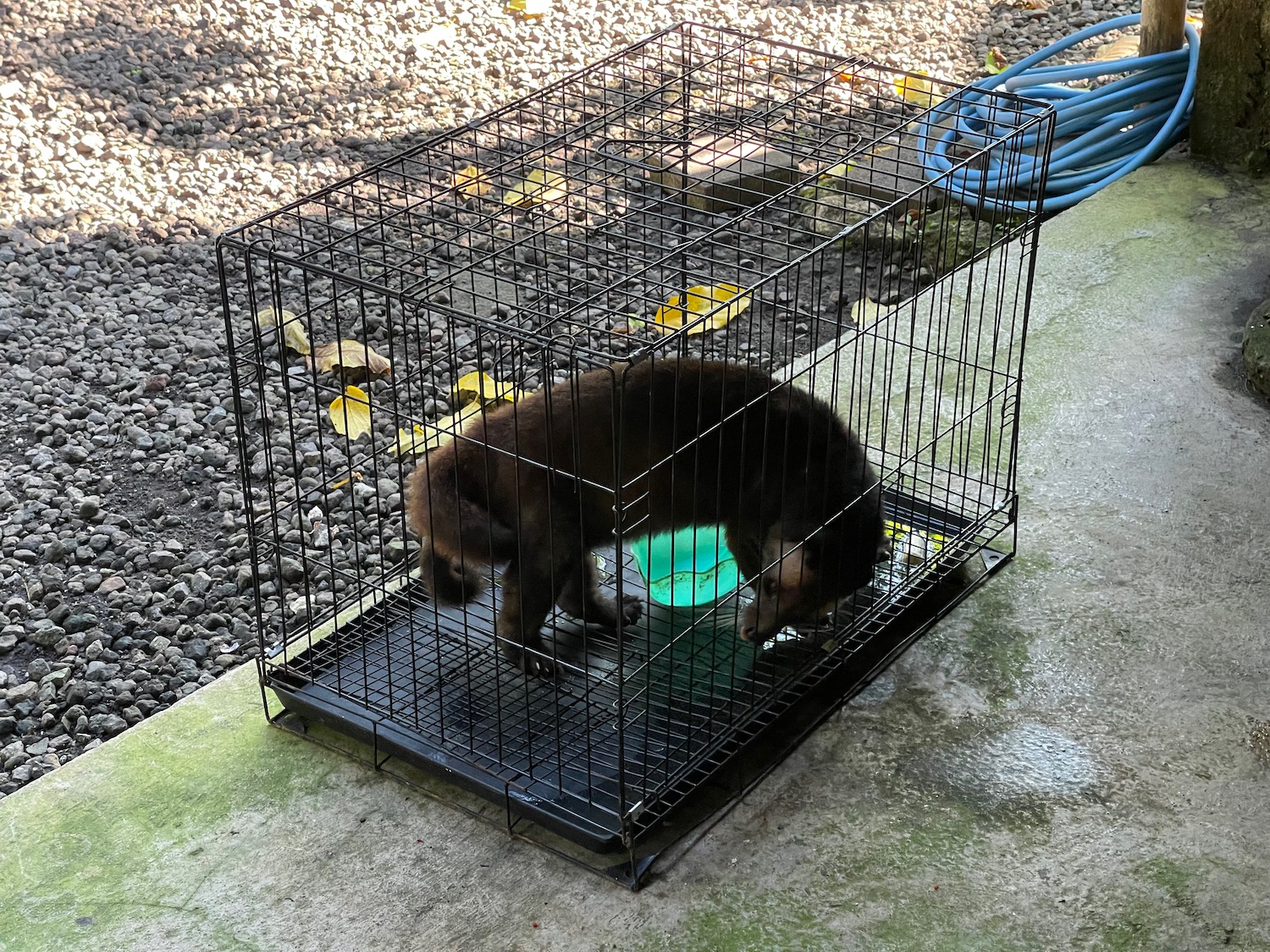 a small animal in a cage