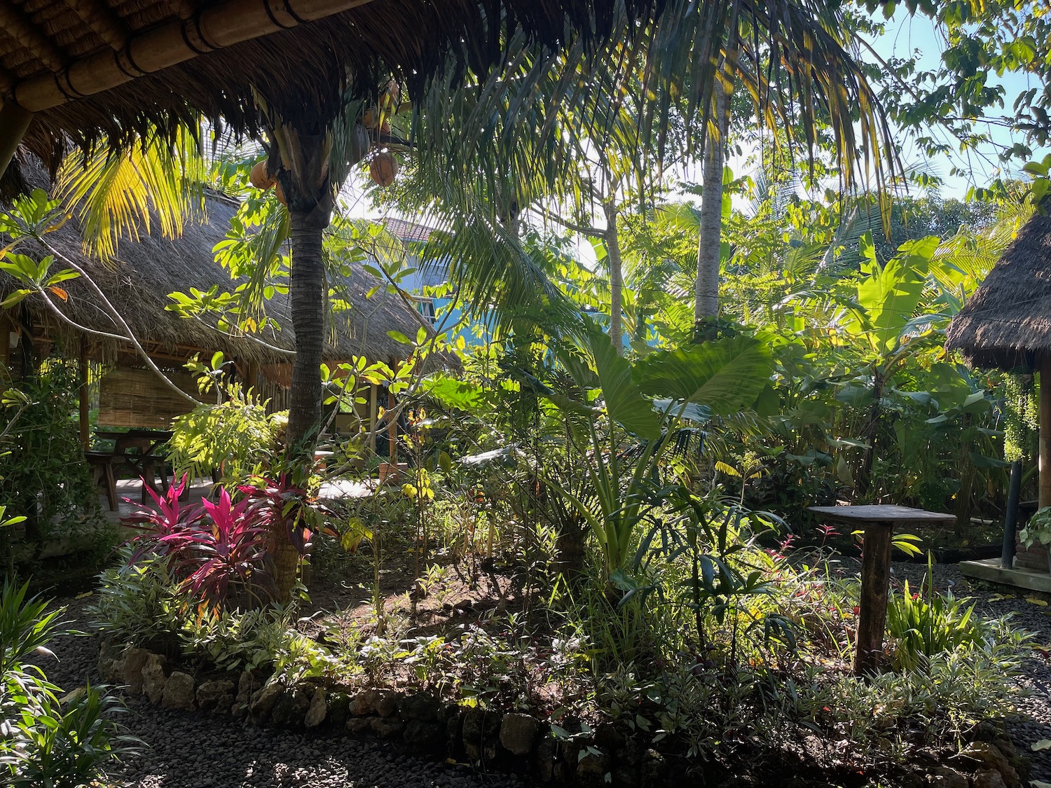 a garden with plants and trees